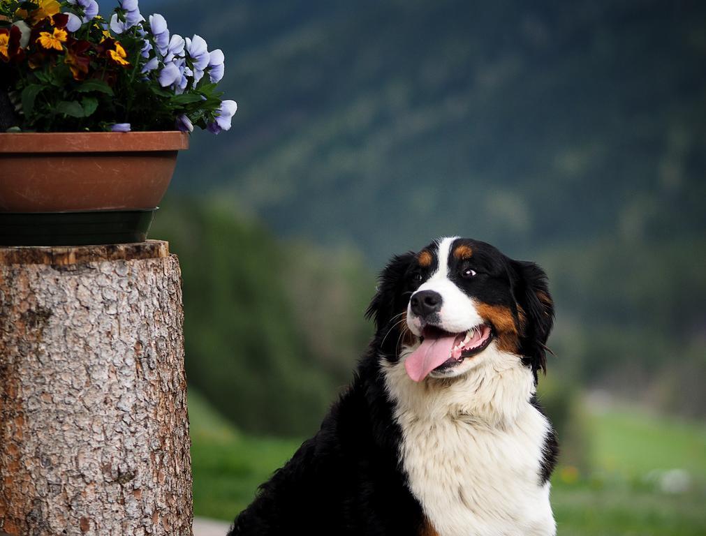 Haus Waldruhe Daire San Candido Dış mekan fotoğraf