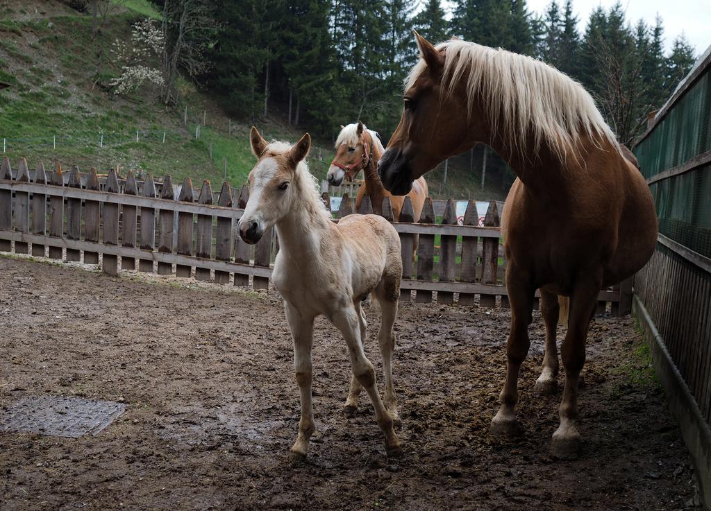 Haus Waldruhe Daire San Candido Dış mekan fotoğraf