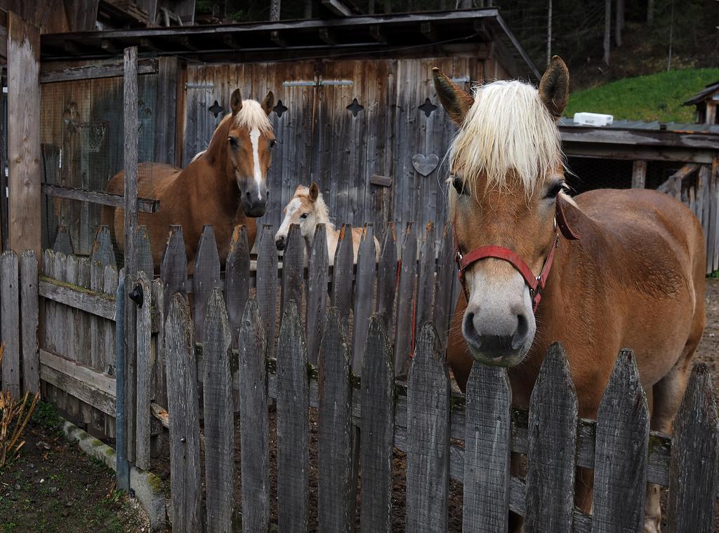 Haus Waldruhe Daire San Candido Dış mekan fotoğraf